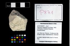 Foto (Objekt + Etikett) von Pithonoton marginatum (von Meyer, 1842)  (NHMW-GEO-2014-0194-0871)